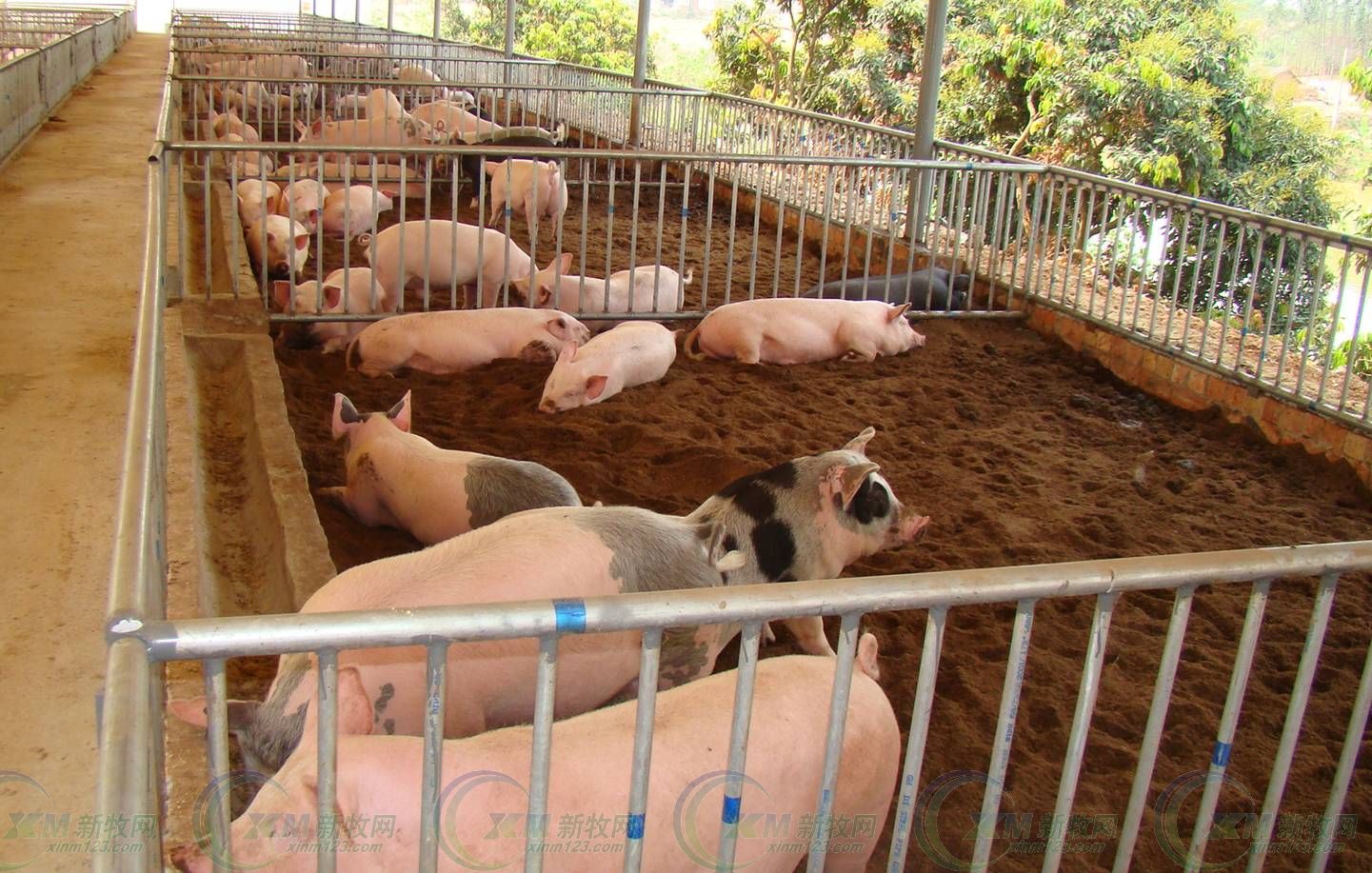 猪场粪污发酵系统,养猪场粪污发酵处理设备