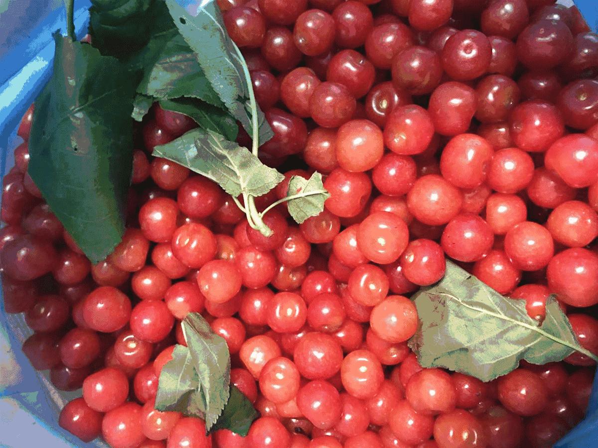 成都龙泉樱桃采摘地点附近,成都樱桃枇杷都能摘的地方