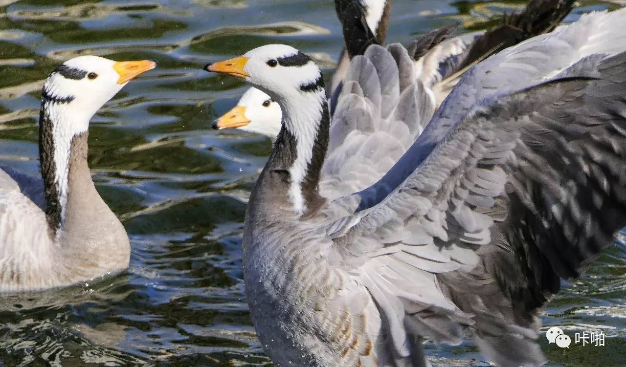 松下fz1000ii与fz2500区别,松下fz2500ii论坛