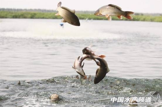 日供鲤鱼八千条，这家公司怎样把冷门的鲤鱼逆转成餐饮热点？