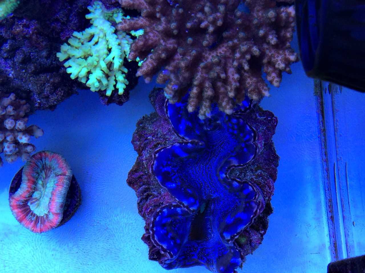 自来水+SPS+屌丝=？