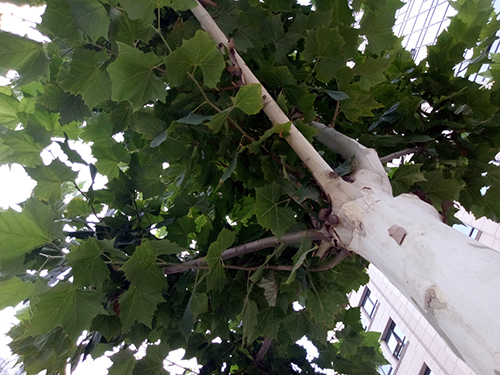 金立m6新款plus,金立m6全面评测