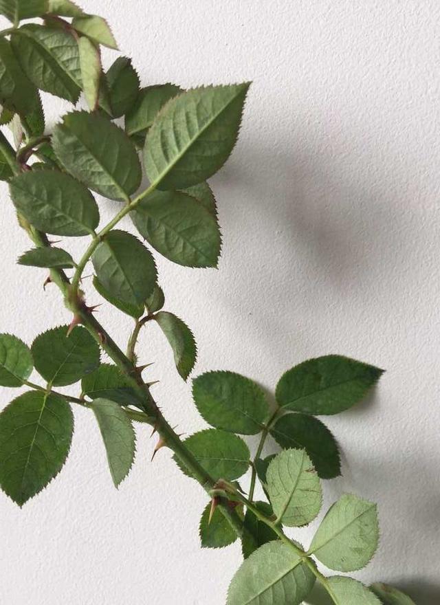 月季叶子与蔷薇叶子的区别,月季和蔷薇的区别一张图看懂