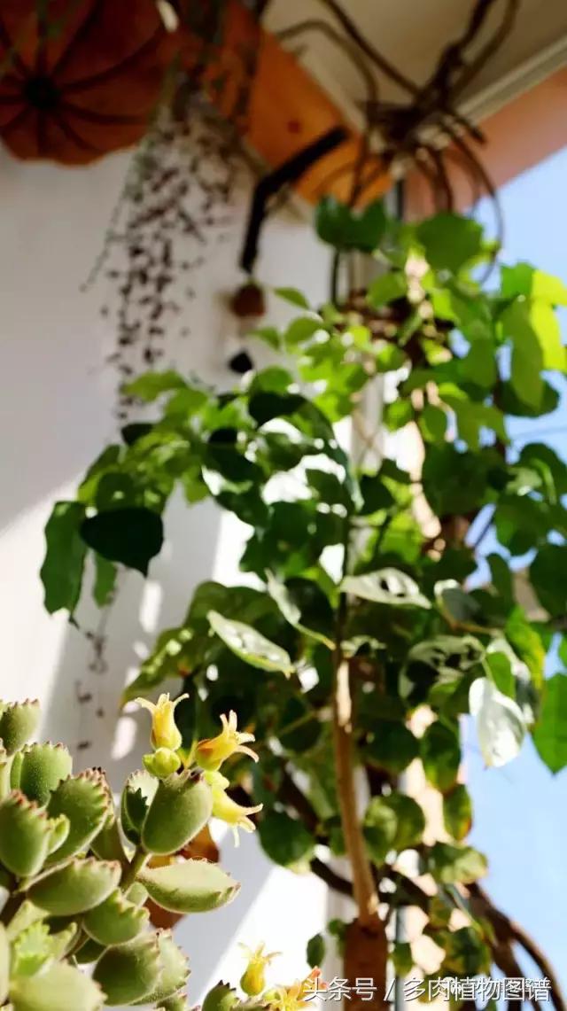 入坑半年的经历,入坑五个月总结