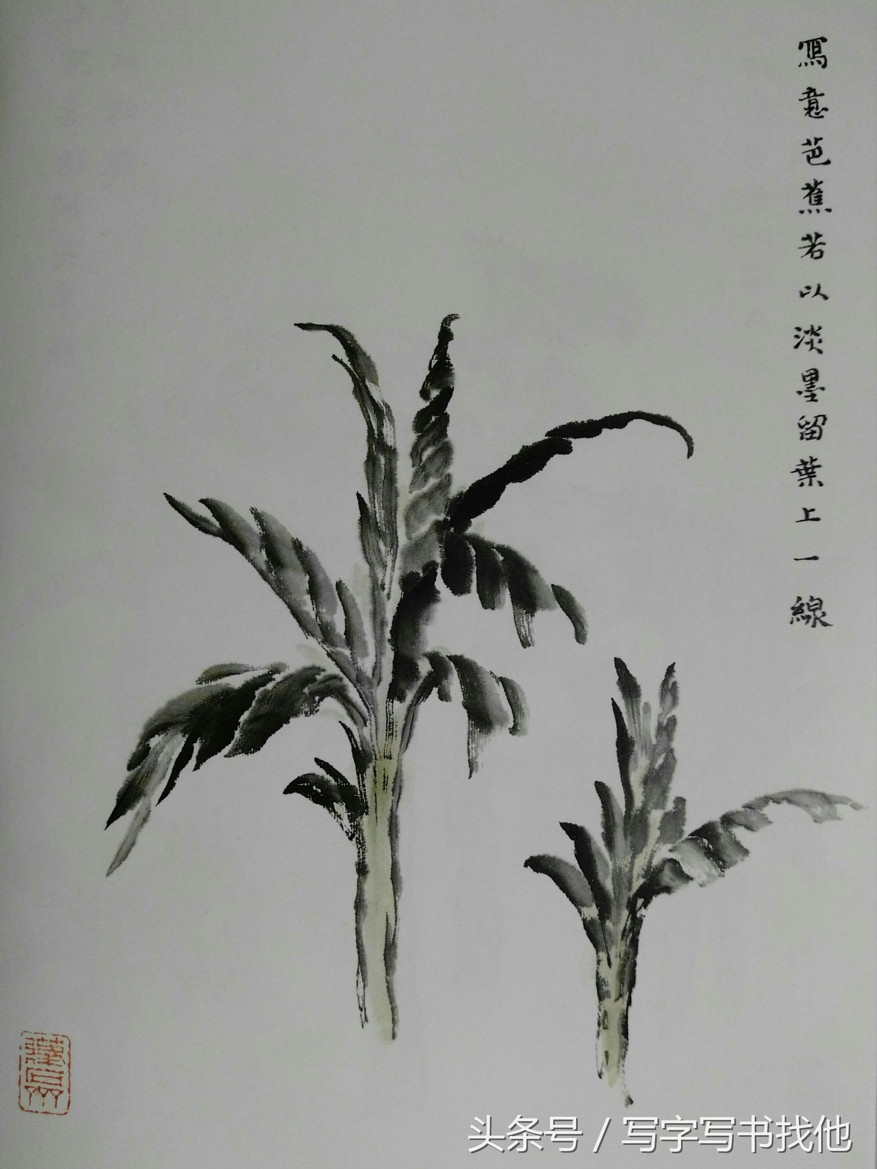 大写意花鸟画技法视频芭蕉,中国画大写意芭蕉叶画法