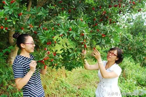 摘杨梅一键成片,杨梅采摘园柳州