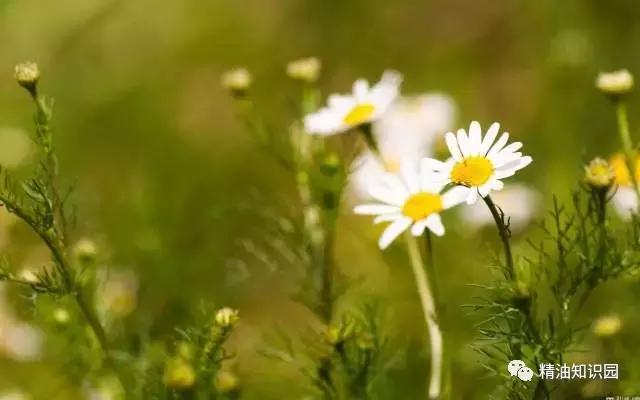 焦虑症用什么精油好,抑郁焦虑症用什么精油