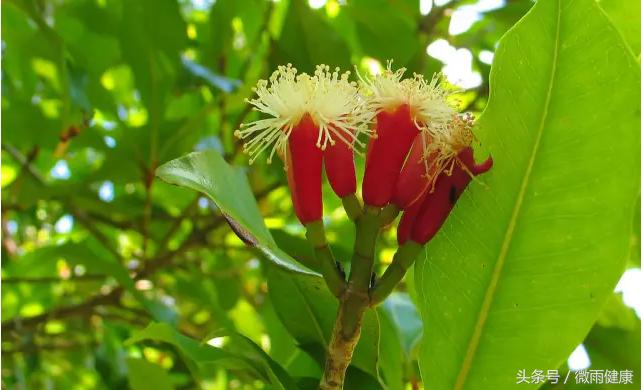 有一种花，90%的人都认错了，中药里可不用它，别再乱说了