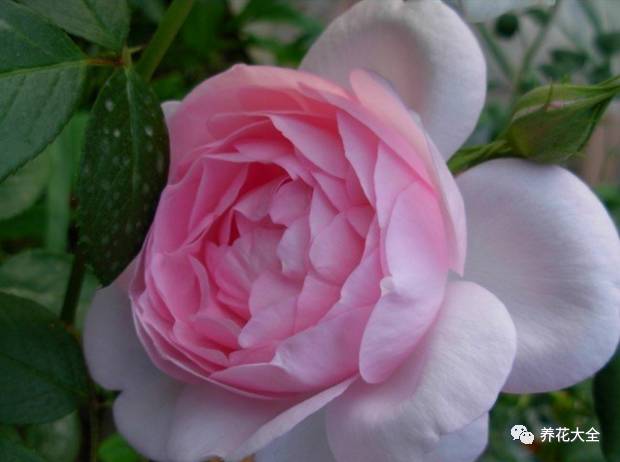 最美的十款月季品种推荐 (十种绝美的月季)