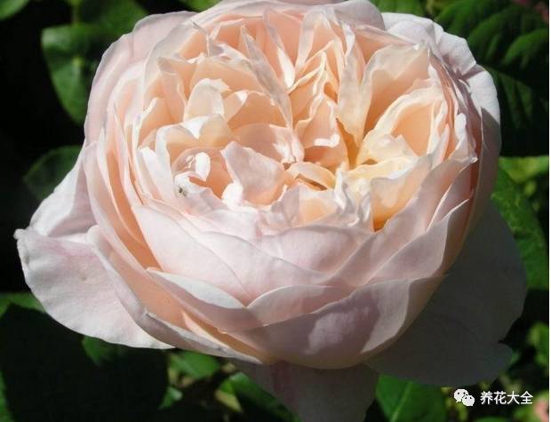 最美最高端的30款月季 (十种绝美的月季)