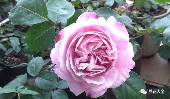 最美最高端的30款月季 (十种绝美的月季)