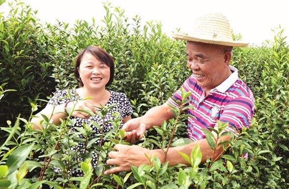 女排冠冕下的本色茶人