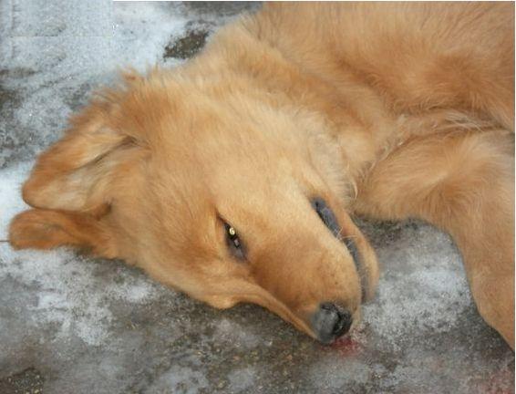 狗中暑喝藿香正气水可以吗,狗放车里中暑了怎么处理