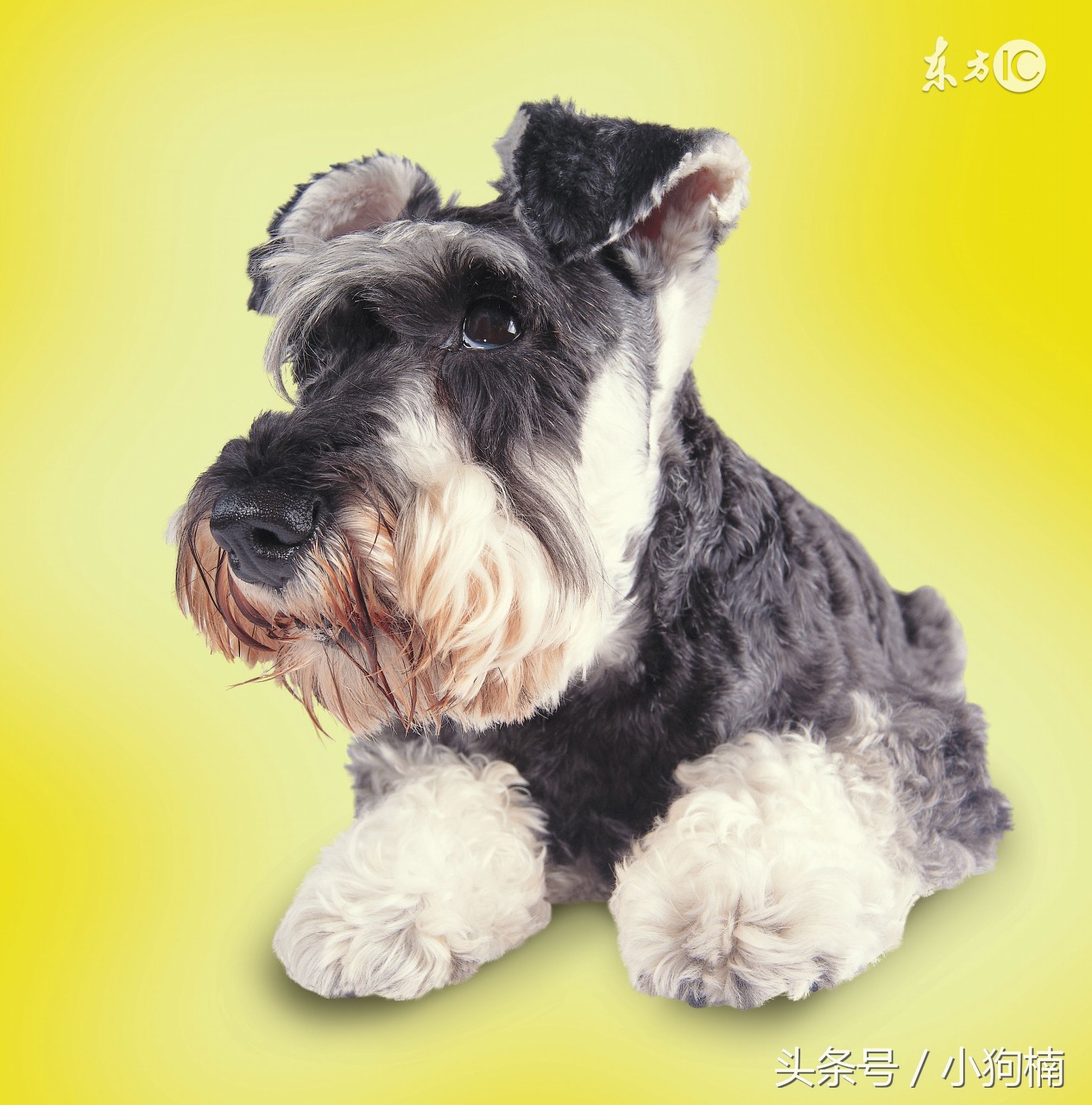 雪纳瑞幼犬吃什么狗粮最好,皇家的雪纳瑞幼犬专用狗粮