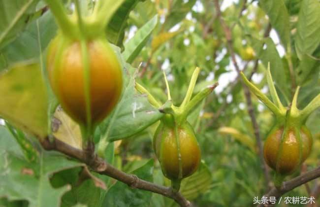 中草药栀子产地,中草药栀子价格