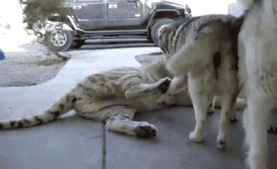 妹子被小龙虾夹,妹子被螃蟹夹了