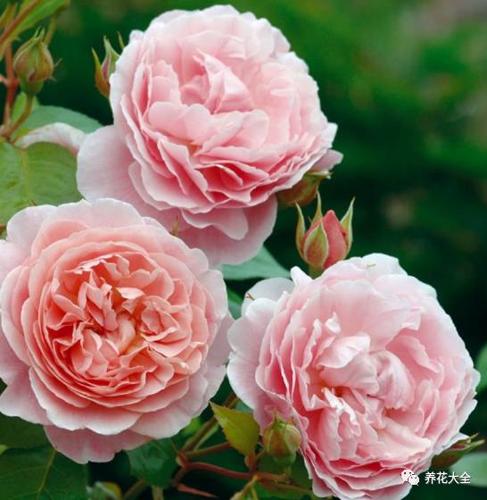 最美的十款月季品种推荐 (十种绝美的月季)