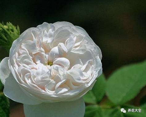 最美最高端的30款月季 (十种绝美的月季)