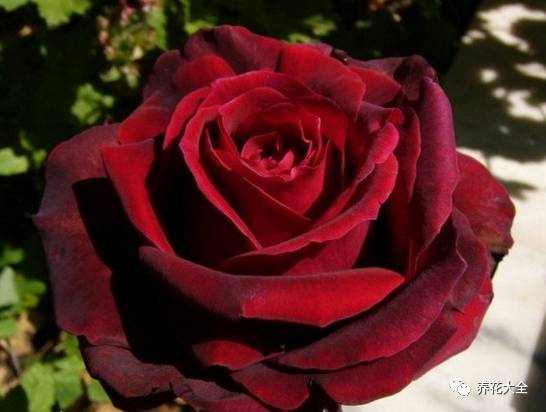 最美最高端的30款月季 (十种绝美的月季)