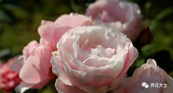 最美最高端的30款月季 (十种绝美的月季)