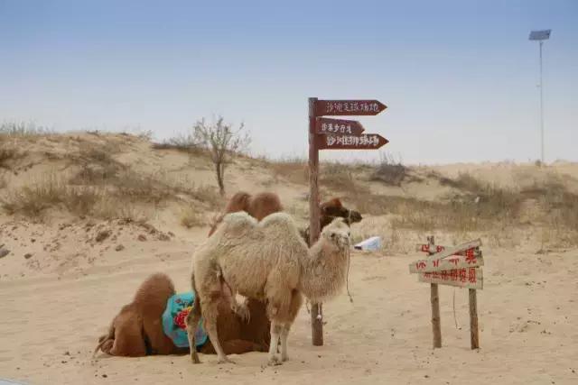 从沙漠穿越到草原的旅程,行者纪录片5集