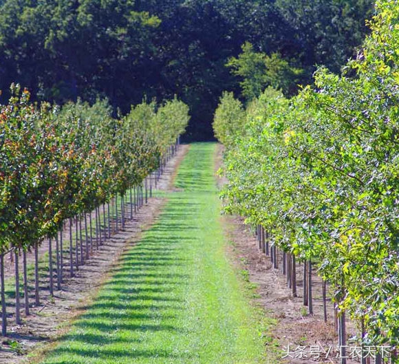 夏季苗木的养护与管理,立夏后苗木养护