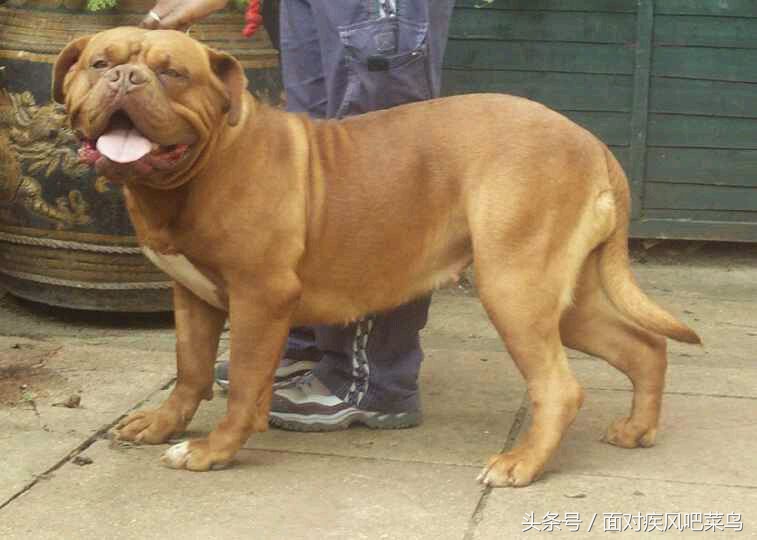 世界十大猛犬藏獒仅排第二,世界十大猛犬中国藏獒只排第二