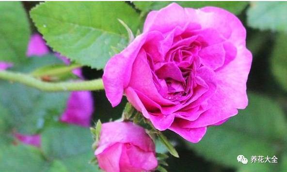 最美最高端的30款月季 (十种绝美的月季)