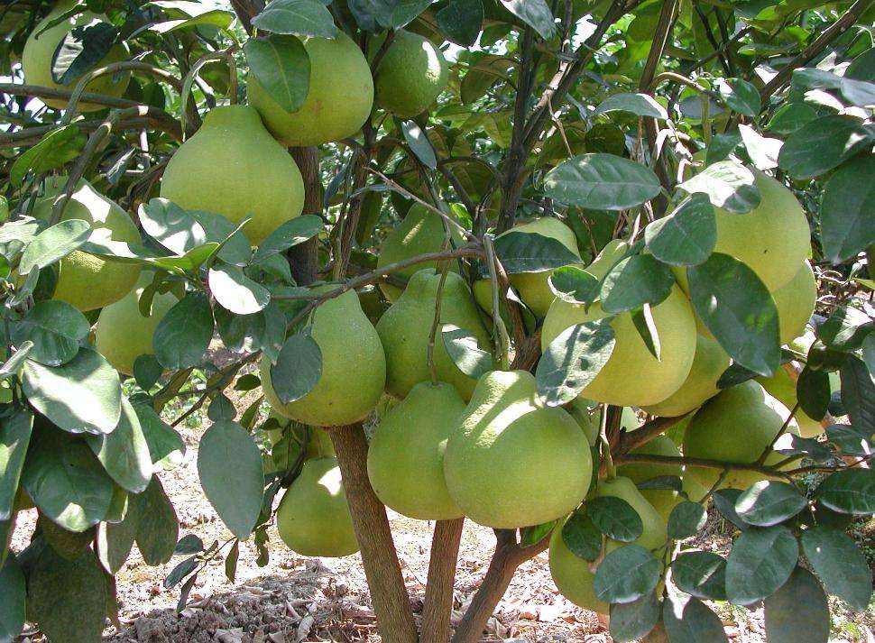 北部湾特产海味零食,广东北部湾十大特产