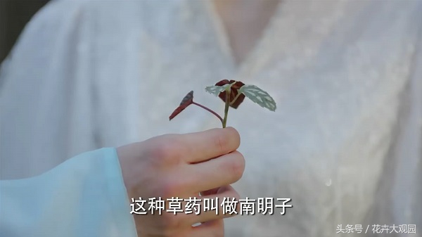 发财树吃多了竟然可以升仙？导演，我读书少你不要骗我！