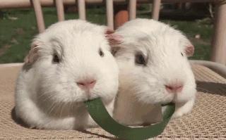 豚鼠的性格特点是什么呢,荷兰猪生活习性是什么