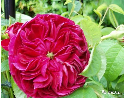 最美最高端的30款月季 (十种绝美的月季)