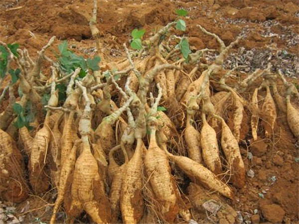 这种植物是血管的天然支架,可惜网上那些包装高档的都是假货!