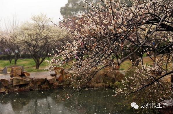 苏州最值得去的五个景点,苏州最值得去的10个景点排名