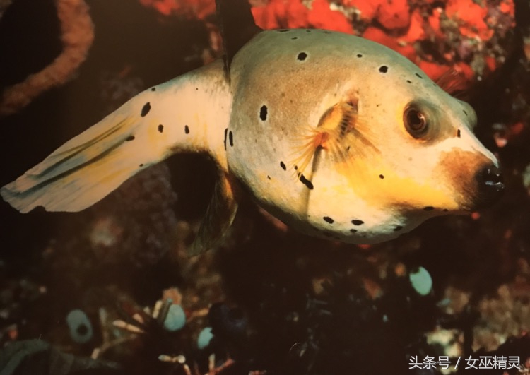 人类的牙都会换吗,人类的牙齿会全部掉光吗