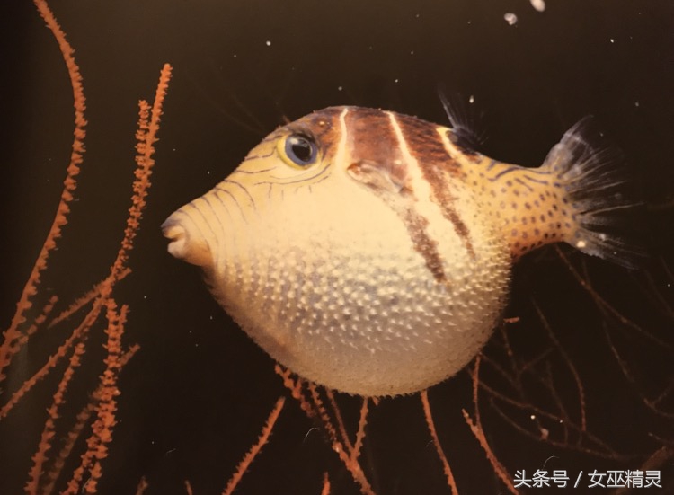 人类的牙都会换吗,人类的牙齿会全部掉光吗