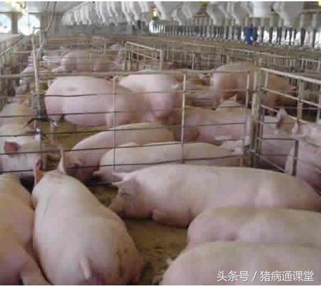 猪皮肤病玫瑰糠疹怎么治,猪感染玫瑰糠疹怎么治