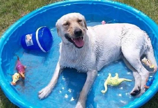 狗狗中暑了怎么办最快解决方法,天气这么热的狗都中暑了