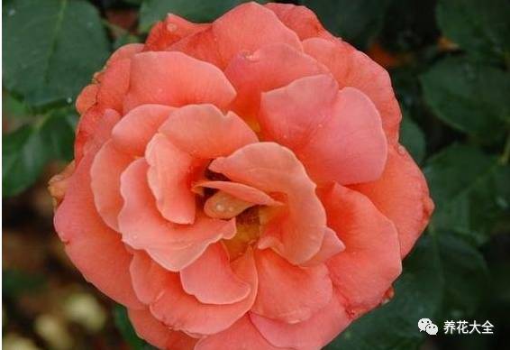 最美的十款月季品种推荐 (十种绝美的月季)