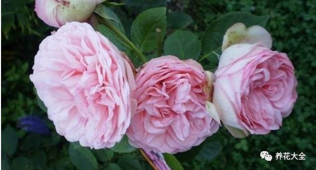 最美最高端的30款月季 (十种绝美的月季)