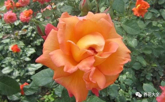 最美的十款月季品种推荐 (十种绝美的月季)