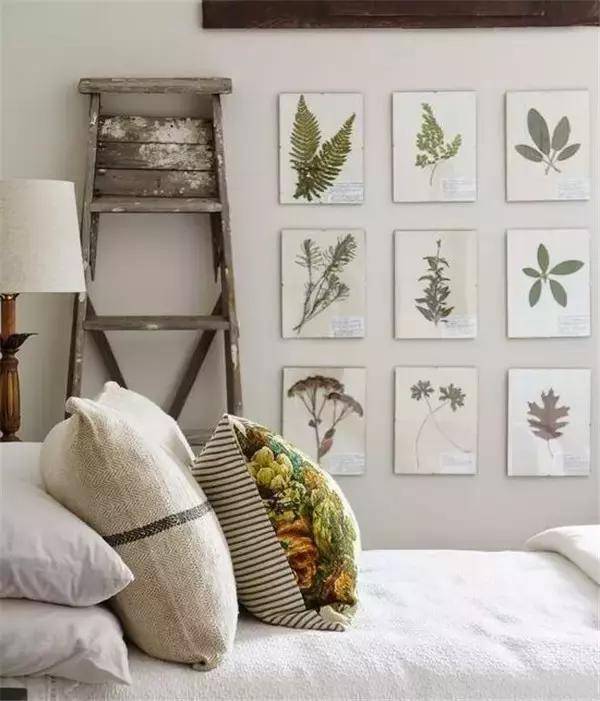 植物标本挂在墙上好看 (植物标本挂墙上)