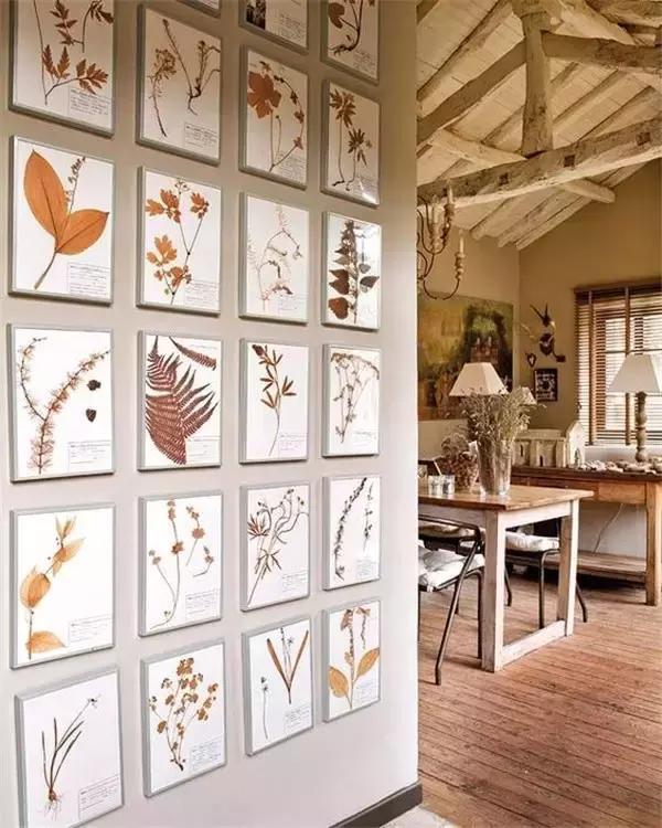 植物标本挂在墙上好看 (植物标本挂墙上)