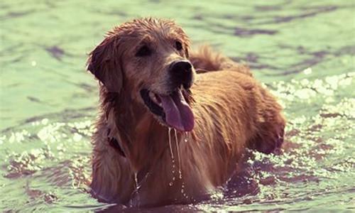 狗中暑喝藿香正气水可以吗,狗中暑了怎么办最快解决方法