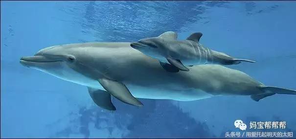 她为什么那么胖？爸爸为什么和我不一样？这些问题千万不要骗孩子