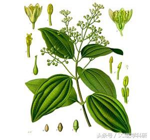 科研新发现：吃肉桂可以提高人的学习能力