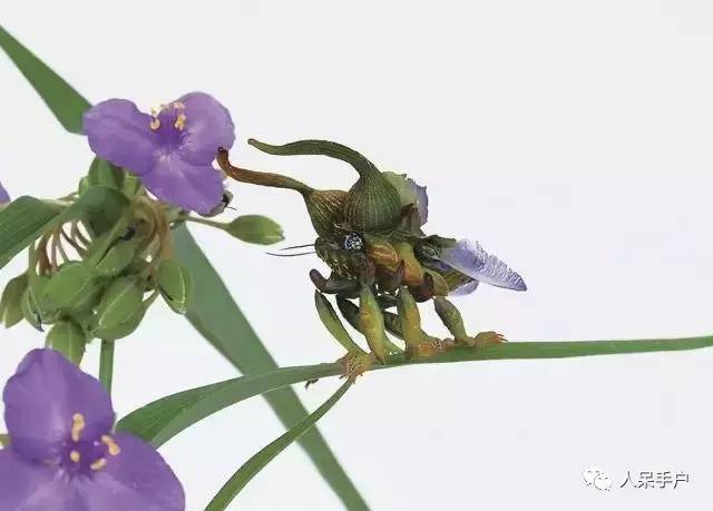 100人民币手工蝴蝶,昆虫大合集手工