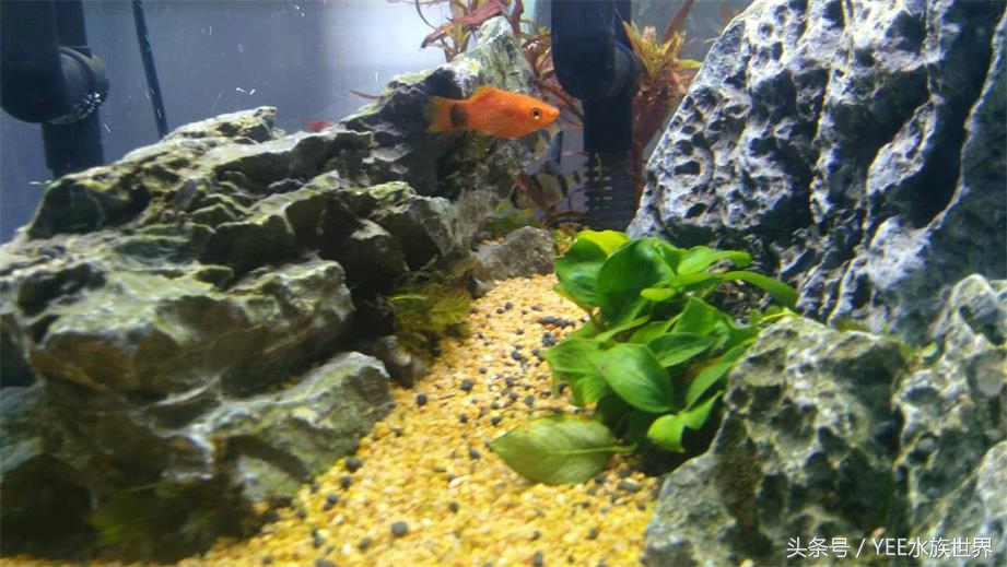 1米上滤成品缸养什么,上滤缸怎么养好一缸水