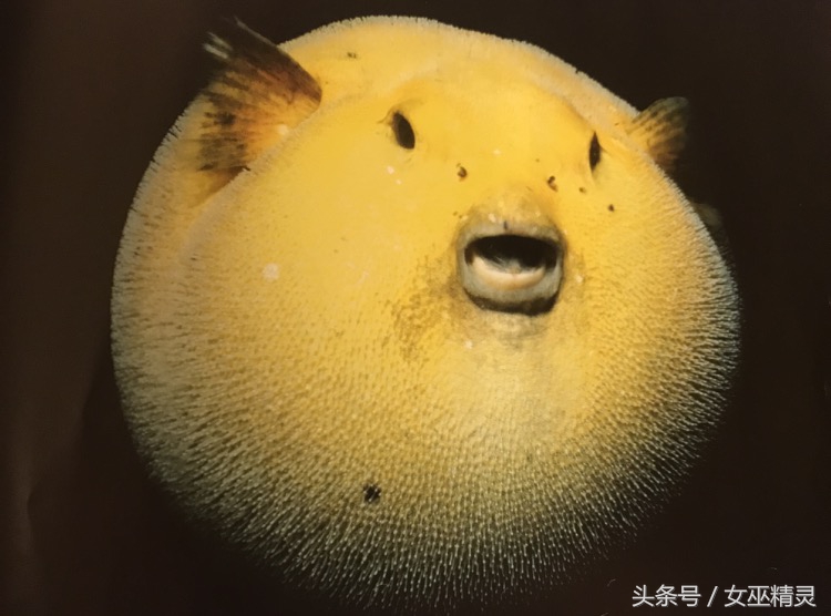 人类的牙都会换吗,人类的牙齿会全部掉光吗