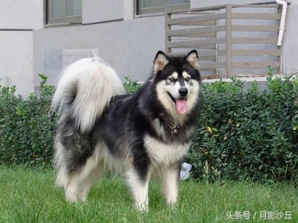 阿拉斯加和哈士奇哪个打架厉害,哈士奇和阿拉斯加幼犬如何区别